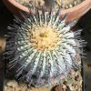 Copiapoa_longistaminea_2